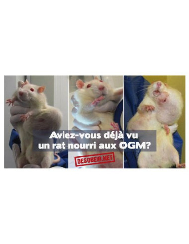 Sticker danger OGM (rat)